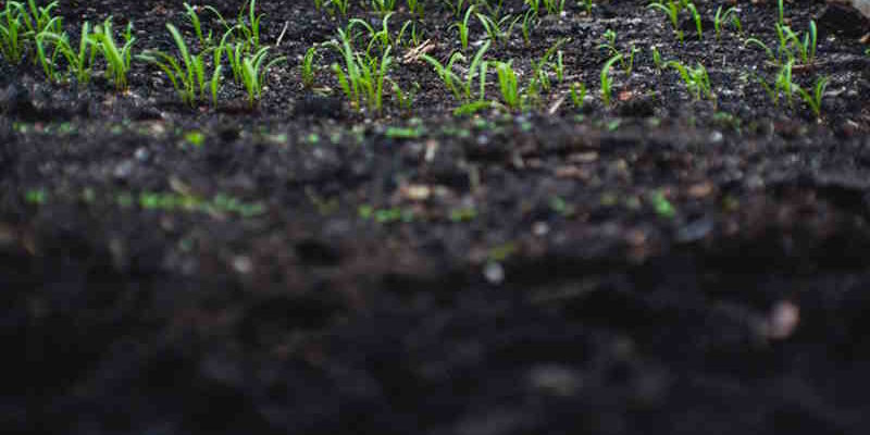 Importance of Well-Drained Soil: Understanding why good drainage is ...