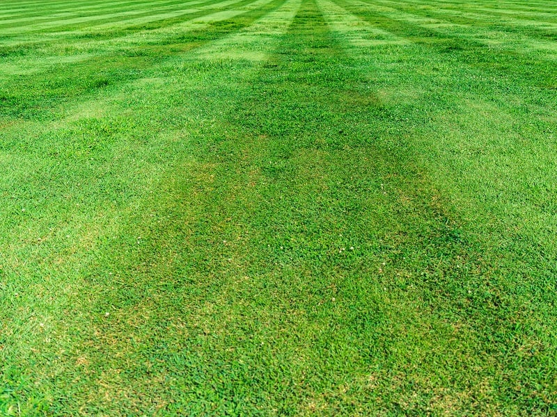 Lawn Mowing and Grass Clippings: Best practices for dealing with grass ...